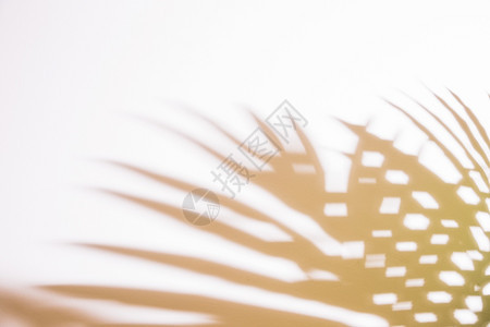 异国情调墙纸美丽的光影子棕榈叶美丽的白幕照片阴影树花园图片