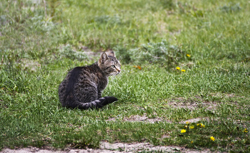 春天路肖像坐在绿草地上的灰猫图片