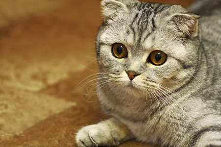 灰猫宠物用耳朵按住肖像成人动物群图片