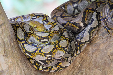 比维塔图斯在泰国的树上紧贴地身体里的大卷饼蛇爬虫规模图片