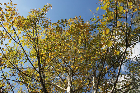 有机的黄叶对着蓝天空的克罗恩树春天郁葱图片
