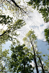蓝天对着绿叶的克罗恩树色叶分支图片