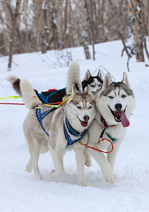 两只哈斯基马铃薯狗在雪中比赛犬类肖像年轻的图片
