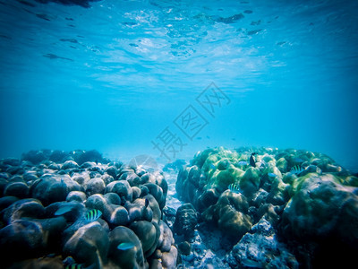 水族馆荒野珊瑚礁上的水下海洋生物热带图片