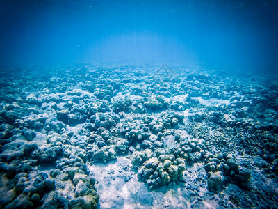 在下面珊瑚礁上的水下海洋生物旅行龟图片