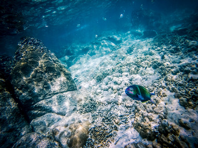 马尔代夫鲨鱼珊瑚礁上的水下海洋生物野动图片