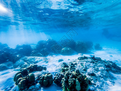 生活自然珊瑚礁上的水下海洋生物殖民地图片