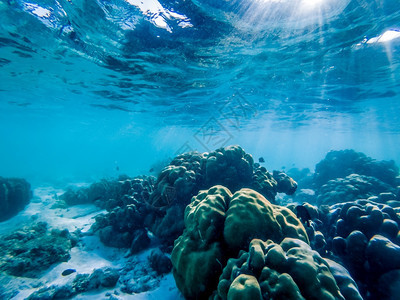 珊瑚礁上的水下海洋生物向量动礁石图片