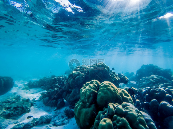 珊瑚礁上的水下海洋生物向量动礁石图片