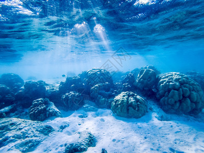 珊瑚礁上的水下海洋生物丰富多彩的荒野水族馆图片