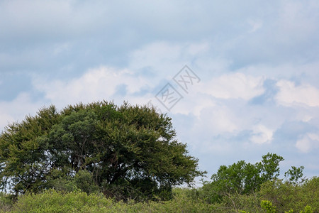 天空风景优美肯尼亚草原中间的一棵大树肯尼亚草原中间的一棵大树国民图片