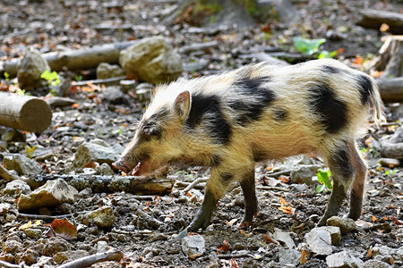 秋天出生苏美丽的小猪自然野生的幼猪森林里野猪动物图片