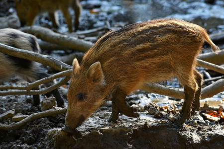 欧洲野生动物美丽的小猪自然野生的幼猪森林里野猪动物有条纹的图片