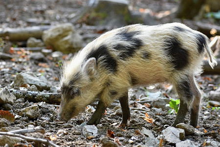 后裔徒弟白色的美丽小猪自然野生的幼猪森林里野猪动物鼻子后裔背景