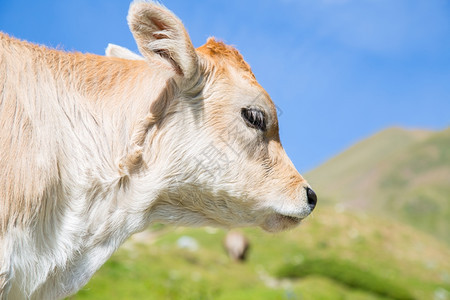 草地山牧场穿过西班牙加泰罗尼亚比利牛群的棕图片