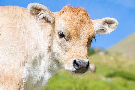 穿过西班牙加泰罗尼亚比利牛群的棕色喇叭年轻图片