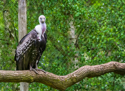 动物肖像Ruppelrrsquald坐在树枝上看着镜头严重濒临灭绝的非洲拾荒鸟种野生动物图片