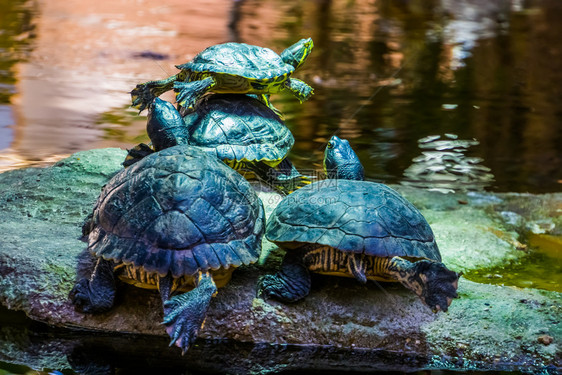 来自美洲的热带爬虫类海龟亚特兰大群在水面一起从背靠近对黄瓜滑板海龟蝽科美国人半水生的图片
