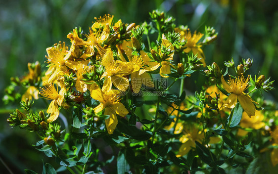 药用植物圣约翰斯的黄花百福隆高原夏日盛开关业选择焦点圣约翰斯沃特布卢姆植物学可选择的叶子图片
