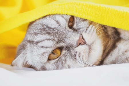 猫科动物有条纹的黑灰色苏格兰白条纹叠式猫咪睡在沙发上一个黄色的格不满意口罩下清晨概念唤醒可爱有趣的宠物虎斑猫图片
