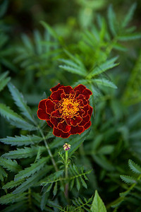 盛开场地万寿菊非常美丽明亮的多色花朵特写万寿菊非常美丽明亮的多色花朵特写园艺图片