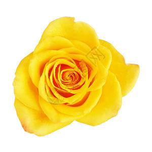 婚礼浪漫新鲜的单黄色玫瑰花在白上孤立顶视图图片