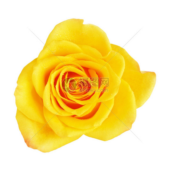 婚礼浪漫新鲜的单黄色玫瑰花在白上孤立顶视图图片