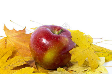 秋天树美丽的边框白色背景中孤立的绿叶和红苹果装饰风格图片
