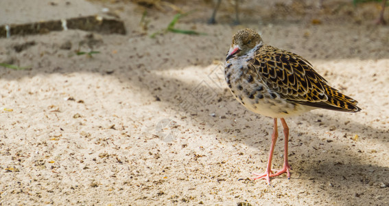 在沙中站立的红色大腿紧闭着来自欧亚的沙笛沿海小鸟支撑类河图片