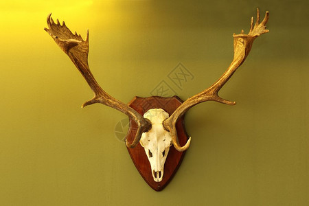 休耕室内的鹿角在温暖轻光达马高墙上架设的猎鹿山奖杯图片