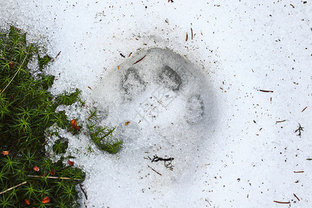 外部喀尔巴阡山脉一个野外地区的雪痕迹荒野图片