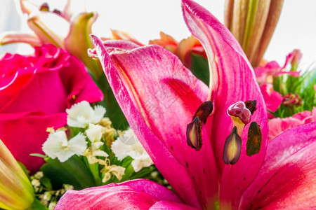 绿色漂亮的鲜花束以突出紫丽花和其他朵为盛报春背景图片