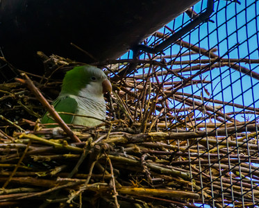 独角兽胸部配种栖息在巢中春天养鸟季节美洲热带鸟类来自美洲的热带鸟类养殖业最受欢迎的宠物图片