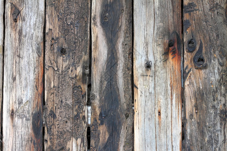 木材具有昆虫印记的真纹理木板分数图片