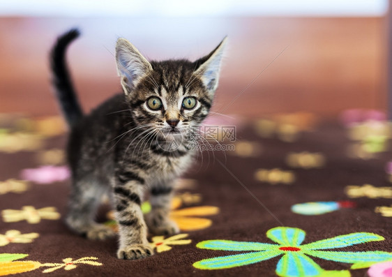 毛皮纯种坐在床上的滑稽条纹小猫穿着灰色条纹小猫坐在床上一种图片