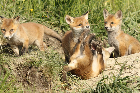 在洞穴附近的野生年轻雕塑中玩耍的红狐狸幼崽动物草橙图片