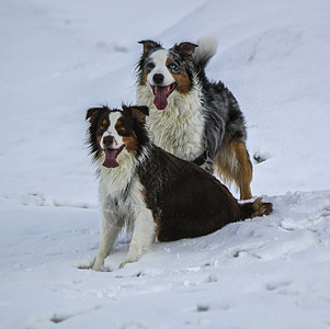 白色的犬类头发几只澳洲牧羊犬坐在雪中由冬天坐在一起对澳洲牧狗群图片
