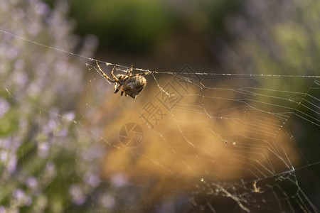 可怕的露丝绸一只大蜘蛛及其在土耳的网络图片