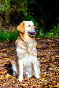 寻回犬毛茸耳朵在埃尔博斯克的马亚西特河旁赛跑金色大狗样板卡迪兹金色小狗图片