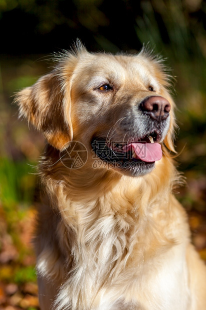 宠物阿莱利科斯塔在埃尔博克的马亚西特河旁赛跑金色大狗样板卡迪兹金色小狗图片