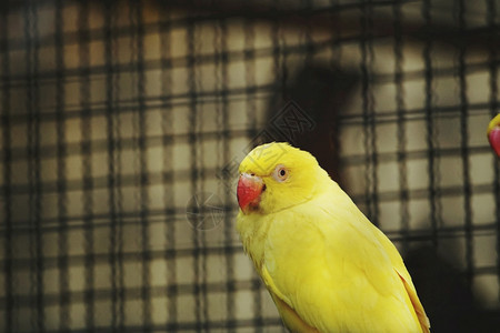 栖息地飞行野生动物黄鹦鹉鸟图片