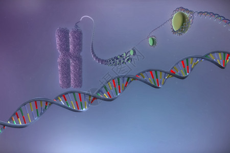 渲染色体和dna分子结构的图像分子示染色体和分子的结构图像插代码图片