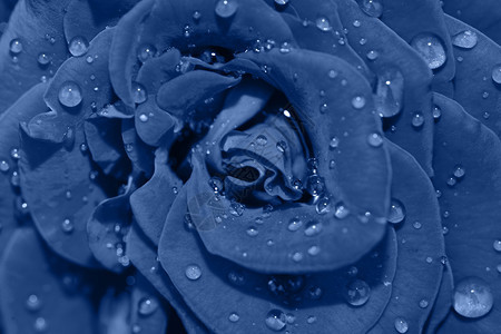 自然庆典美丽的玫瑰头宏观照片背景深焦点TrindyBanner顶端视图与20年的颜色紫新鲜蓝玫瑰花紧贴于20年图片