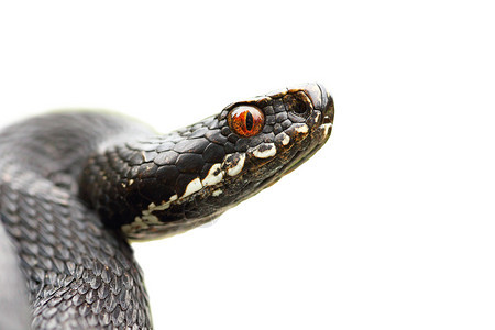 濒危贝鲁斯自然黑色普通毒蛇Viperaberus的孤立肖像白色背景下的孤立图片