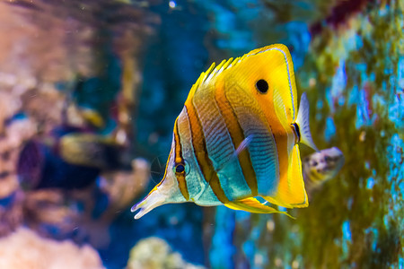 游泳的蝴蝶丰富多彩来自太平洋热带鱼类种南海热带鱼品种亚马逊鱼和图片