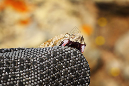 岛灰色的蝮蛇危险毒咬着爬虫学家的手套Macroviperalebetinaschweizeri图片