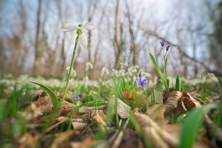 盛开春天自然构成的花第一开作品图片