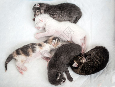 虎斑猫奶油头发小条纹猫睡得开心一组黑色小条纹猫睡得开心图片