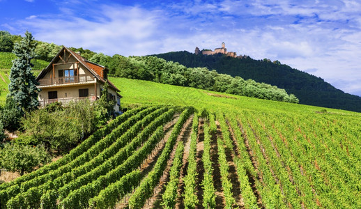 风景优美字段法国上Koenigsbourg村Alsace地区Virds镇图片