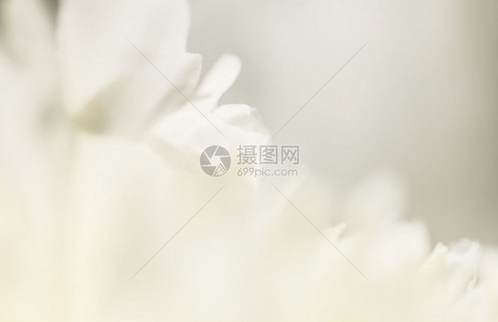 纯白花瓣特写图片